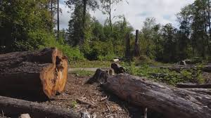 Seasonal Cleanup in Ilwaco, WA